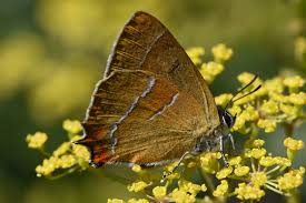 Attēlu rezultāti vaicājumam “Thecla betulae male”