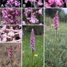 Attēlu rezultāti vaicājumam “Gymnadenia conopsea bud”