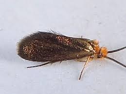 Attēlu rezultāti vaicājumam “Micropterigidae”