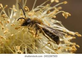 Attēlu rezultāti vaicājumam “Andrena haemorrhoa”