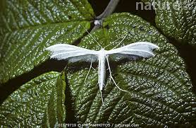 Attēlu rezultāti vaicājumam “Pterophorus pentadactyla”