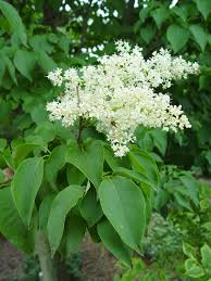 Attēlu rezultāti vaicājumam “Syringa reticulata subsp. amurensis”