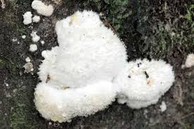 Attēlu rezultāti vaicājumam “Postia ptychogaster”