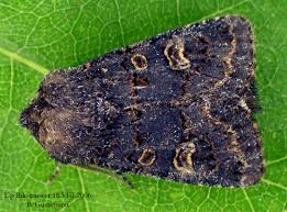 Attēlu rezultāti vaicājumam “Tholera cespitis”