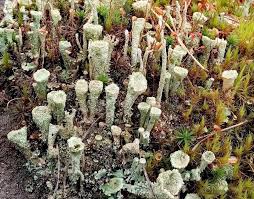 Attēlu rezultāti vaicājumam “Cladonia pyxidata”