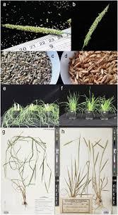 Attēlu rezultāti vaicājumam “Alopecurus aequalis”