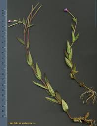 Attēlu rezultāti vaicājumam “Epilobium palustre”