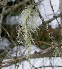 Attēlu rezultāti vaicājumam “Usnea filipendula”