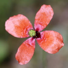 Attēlu rezultāti vaicājumam “Papaver argemone leaf”