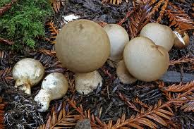 Attēlu rezultāti vaicājumam “Lycoperdon pyriforme”