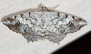 Attēlu rezultāti vaicājumam “Macaria alternata”