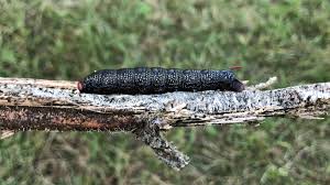 Attēlu rezultāti vaicājumam “Hyles gallii larva”