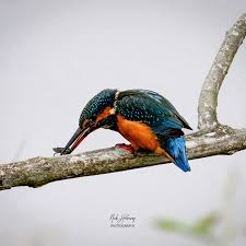 Attēlu rezultāti vaicājumam “Alcedo atthis”