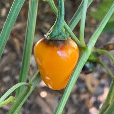 Afbeeldingsresultaat voor marconi golden sweet pepper