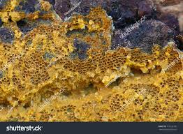 Attēlu rezultāti vaicājumam “Trichia scabra spores”