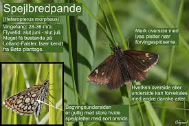 Attēlu rezultāti vaicājumam “Heteropterus morpheus underside”