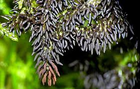 Attēlu rezultāti vaicājumam “Comatricha sp.”