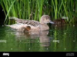 Attēlu rezultāti vaicājumam “Anas penelope”