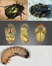 Attēlu rezultāti vaicājumam “Potosia cuprea imago”