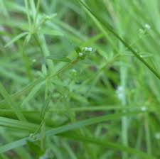 Attēlu rezultāti vaicājumam “Galium trifidum”