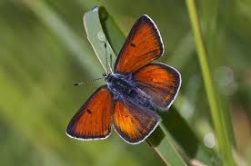 Attēlu rezultāti vaicājumam “Lycaena hippothoe”