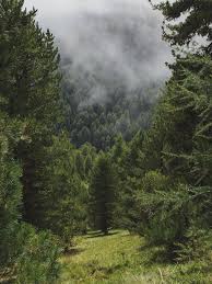 Image result for лес,