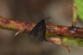 Attēlu rezultāti vaicājumam “Proutia betulina”