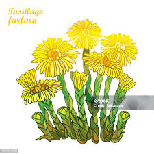 Attēlu rezultāti vaicājumam “Tussilago farfara bud”