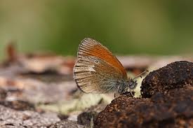 Attēlu rezultāti vaicājumam “Coenonympha glycerion underside”