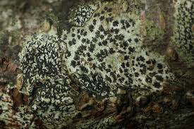 Attēlu rezultāti vaicājumam “Opegrapha atra”