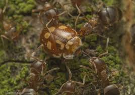 Attēlu rezultāti vaicājumam “Myrrha octodecimguttata”