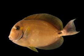 Image result for Acanthurus xanthopterus