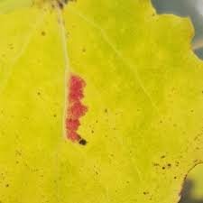 Attēlu rezultāti vaicājumam “Acalitus longisetosus”