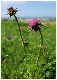 Image result for Silybum marianum