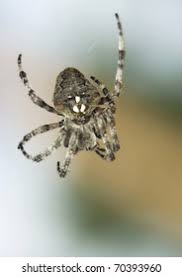 Attēlu rezultāti vaicājumam “Araneus angulatus”