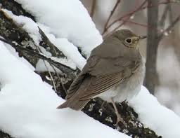 Image result for Catharus ustulatus