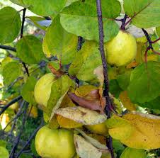 Attēlu rezultāti vaicājumam “Cydonia oblonga fruit”