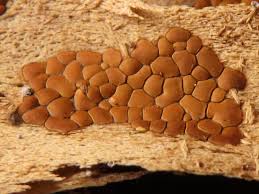 Attēlu rezultāti vaicājumam “Perichaena depressa”