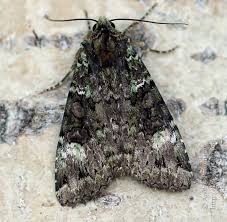 Attēlu rezultāti vaicājumam “Anaplectoides prasina”