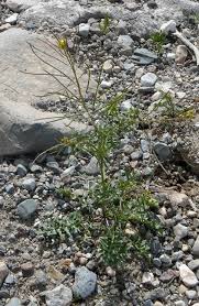 Attēlu rezultāti vaicājumam “Sisymbrium loeselii flower”