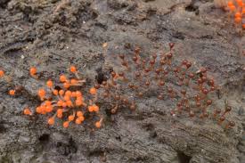 Attēlu rezultāti vaicājumam “Hemitrichia chrysospora sessile”