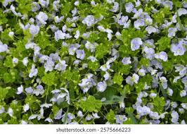 Attēlu rezultāti vaicājumam “Veronica filiformis”