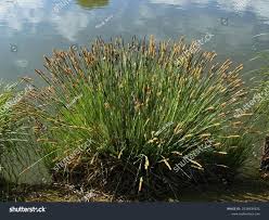 Attēlu rezultāti vaicājumam “Carex riparia”