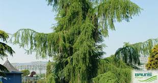 Attēlu rezultāti vaicājumam “Larix kaempferi leaf”