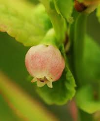 Attēlu rezultāti vaicājumam “Vaccinium myrtillus flower”