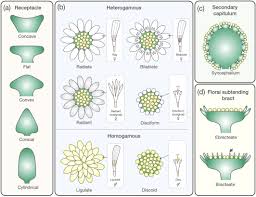 Attēlu rezultāti vaicājumam “Asteraceae”