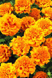 Attēlu rezultāti vaicājumam “Tagetes”