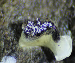 Attēlu rezultāti vaicājumam “Physarum bivalve spores”