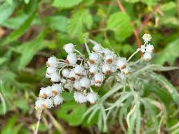 Attēlu rezultāti vaicājumam “Anaphalis margaritacea leaf”