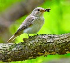 Attēlu rezultāti vaicājumam “Muscicapa striata adult”